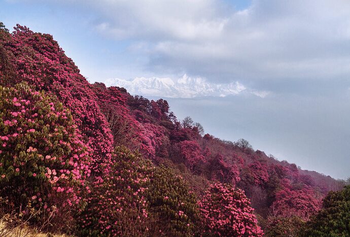 Credit-Maria-Tim_Rhododendron-Nepal_shutterstock_1176410941_CC-scaled-aspect-ratio-1920-1300