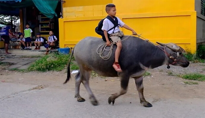 t-14-Adorable-8-year-old-rides-his-beloved-buffalo-to-school-daily-1